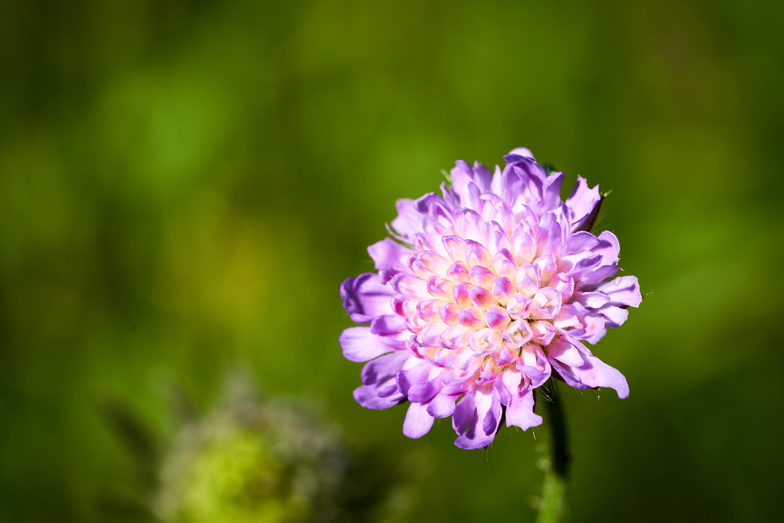 2022 07 22 Sverige 0761